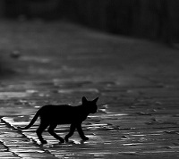 black_cat_by_miki3d.jpg